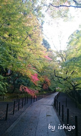 ichigo 11月10日光明寺14