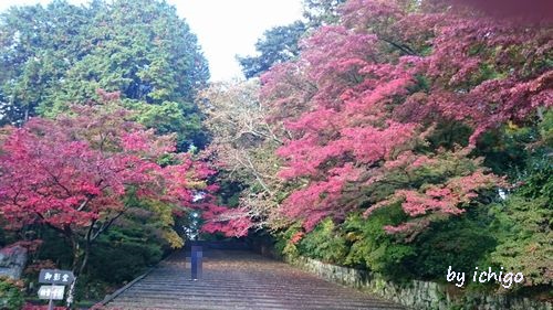 ichigo 11月10日光明寺2r