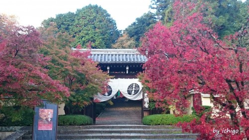 ichigo11月10日光明寺1