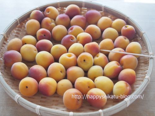 梅干しにカビが生えたらどうする 50 60代主婦の素敵なくらしのエッセンスブログ 梅干しにカビが生えたらどうする 50 60代主婦の素敵なくらしのエッセンスブログ