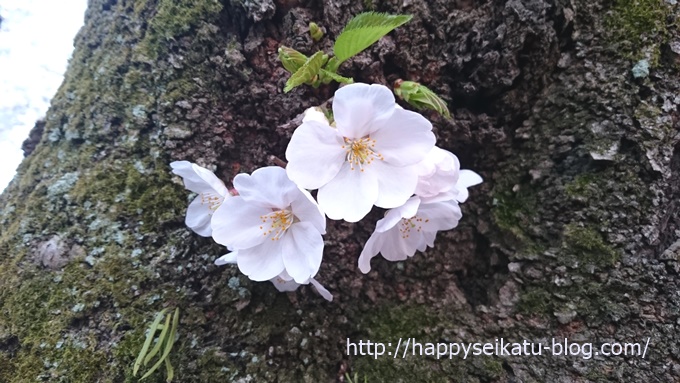 平野神社桜